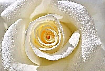 سفید گلاب کی قسمیں اور قسمیں۔ باغ میں پھول رکھنے کے قواعد