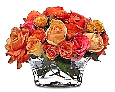 Ne forĵetu bukedojn da rozoj! Kiel planti floron, se ĝi elkreskis en vazo?
