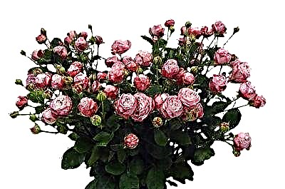 Roses grasyeuz san pikan - Lady Bombastic. Foto, karakteristik varyete a, nuans nan swen