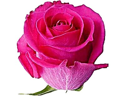 Жаркыраган сулуулук - Pink Floyd роза гүлү. Сорттун сүрөттөлүшү жана сүрөтү, өстүрүү боюнча кеңештер