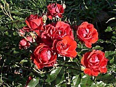 Rosa de beleza brillante Nina Weibul: características da variedade, consellos para o coidado e fotos da planta
