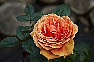 I-tea-hybrid roses i-Ashram: incazelo, isithombe, ukuqhakaza, ukukhiqiza kabusha nokunakekela