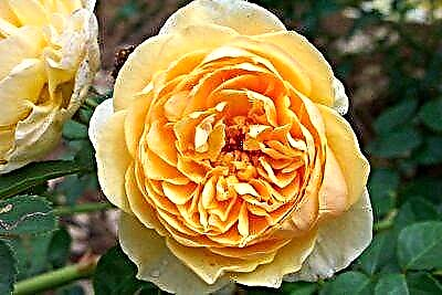 Հիասքանչ վարդի Ոսկե տոն. Նկարագրություն, լուսանկար, խնամք և այլ օգտակար տեղեկություններ
