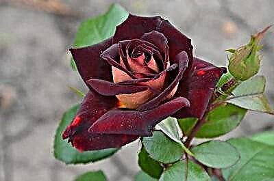 Թավշյա շքեղություն ՝ ամեն ինչ վարդի մասին Eddie Mitchell