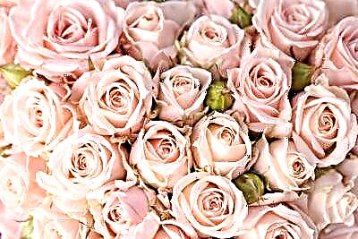 Beleza delicada: rosas crema no xardín e no peitoril da xanela. Toda a información sobre as variedades de plantas máis populares