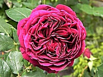 Mirinda Falstaff-rozo: floraj detaloj
