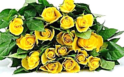 Ամենագեղեցիկ դեղին վարդերի տեսակների և տեսակների ակնարկ: Լուսանկար, նկարագրություն, պարտեզում տեղակայելու խորհուրդներ