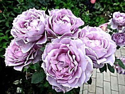 Mawar ungu. Jinis utama lan macem-macem tetanduran, foto, fitur panempatan ing kebon