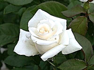 Хибридна чајна роза Анастасија. Опис и фотографија на цветот, правила за грижа