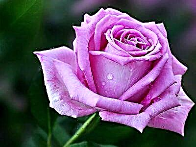Անուշաբույր գեղեցկության վարդ Aqua. Ծաղիկների նկարագրություն և լուսանկար, ինչպես նաև մշակում և օգտագործում լանդշաֆտային դիզայնի մեջ