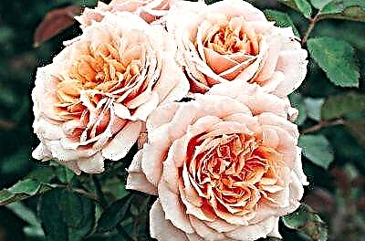 Мирисна роза Пол Бокуз. Опис на цветот и фотографијата, карактеристики на грижа и одгледување