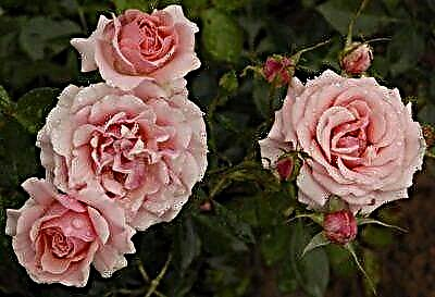 A pulchritudinem splendidis - rosa est Grandiflora. Quod varietates, differences de aliis speciebus, quia in flore nec utendo tips