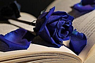 Mawar biru anu endah - poto, pedaran, petunjuk lengkep ngeunaan cara melak atanapi nyét diri