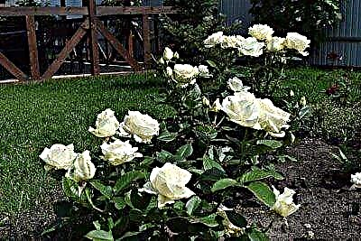 White Roses Avalange: nkọwa na foto nke ụdị dịgasị iche iche, ifuru na ojiji na nhazi ihu ala, nlekọta na nuances ndị ọzọ