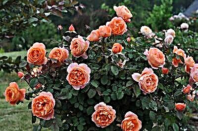 Fragrant rose Lady of Shallot. Features vun enger Blummen, Regele vu Fleeg a Kultivatioun, Foto