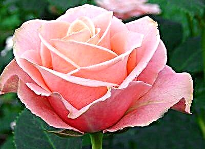 Agangement rosa hortus: photo et description de variis, de features in flore praecepta de cura, reproduction et aliis rebus