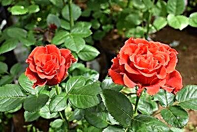 Šarmantna ljepotica - ruža El Toro