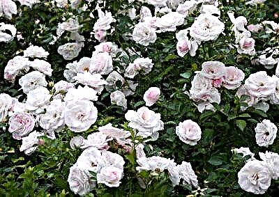 اسپرین گلاب کی خصوصیات تفصیل اور تصاویر ، دیکھ بھال اور پنروتپادن کے لئے نکات