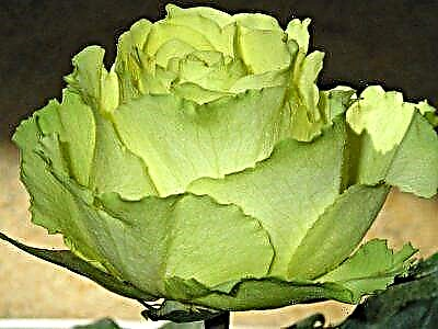 Beauty rose Limbo. Priskribo de la floro kaj ĝia foto, trajtoj de prizorgado kaj kultivado