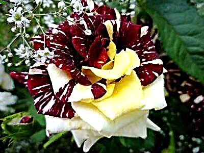 Nevjerojatna ruža Abrakadabra: opis i fotografija sorte, upotreba u pejzažnom dizajnu, njezi i drugim nijansama