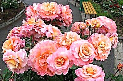 Rafinirana ruža za uljepšavanje Augusta Louise: opis sorte i fotografija cvijeta, karakteristike uzgoja i druge nijanse