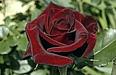 Krhka i nježna, najpoželjnija je ruža Explorer