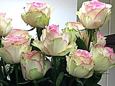 Bela Esperanza rozo: priskribo de la vario kaj foto de la floro, uzo en pejzaĝa projektado, prizorgado kaj aliaj nuancoj