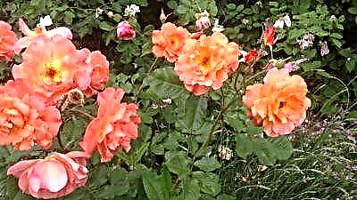 Beauty rose Westerland: descrición e foto da variedade, uso no deseño de paisaxes, coidados e outros matices