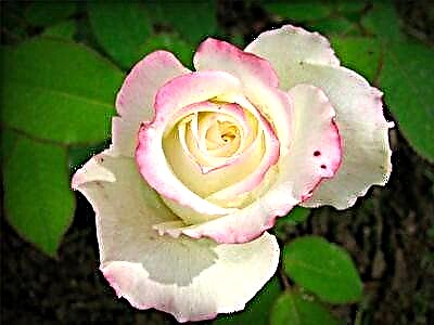 Nježne ruže Anna: opis i fotografija sorte, cvjetanja i upotrebe u pejzažnom dizajnu, njezi i ostalim nijansama