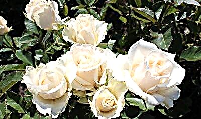 Деликатна роза Талеја: опис и фотографија за сортата, цветни и употреба во дизајнот на пејзажот, грижата и другите нијанси