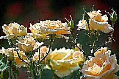 Најдобри сорти рози за Сибир, Урал и централна Русија и особеностите на нивното одгледување