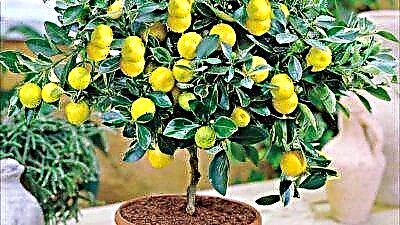 دستورالعمل های گام به گام نحوه کاشت یک لیمو از دانه در خانه