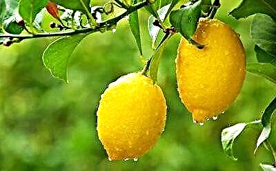 Dupi abdi tiasa tuang lemon kanggo asam urat? Mangpaat sareng cilaka jeruk, ogé rekomendasi kanggo dianggo