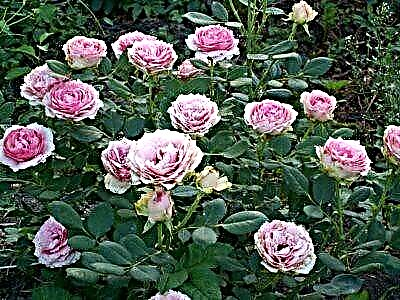 Izražajna ruža Prva dama: opis i fotografija sorte, upotreba u pejzažnom dizajnu, njezi i drugim nijansama