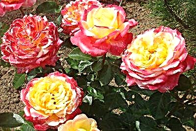 Бакчанын көрктүү жасалгасы - Oriental Express роза гүлү: сүрөтү, сүрөттөлүшү жана өсүш сырлары