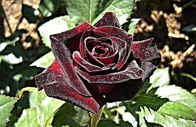 သဘာဝရှိအနက်ရောင်ကတ္တီပါ - Black Baccarat နှင်းဆီပန်း