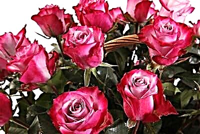 Erstaunlech bicolor Rosen aus verschiddene Länner. Beschreiwung a Fotoen vun Zorten
