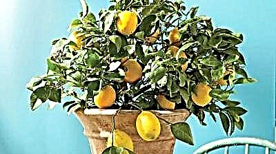 Sobre o limón Pavlovsky de folla perenne. Coidalo na casa, reprodución das plantas, enfermidades e pragas