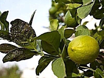 Неліктен лимон жапырақтарында сары және қоңыр дақтар пайда болуы мүмкін және оларды қалай жоюға болады?