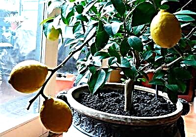 Үйде лимон өсіру және оны шламмен көбейту
