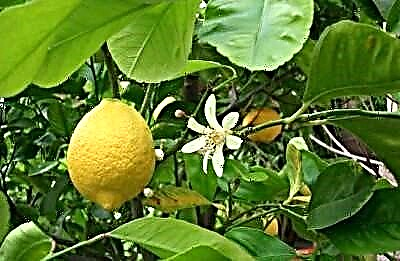 Uslovi za pojavu cvjetova u limunu. Nijanse njege i problemi prirodnog procesa