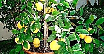 Como proporcionar limón con bos rendementos e como alimentar a planta na casa e en campo aberto?