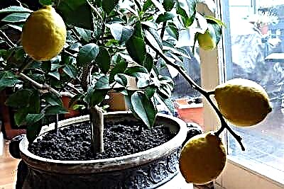 چه نوع خاکی برای لیمو مورد نیاز است: چگونه خاک مغذی مناسب را انتخاب کنید و خودتان آن را درست کنید؟ نکات مفید
