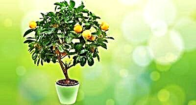گھر میں لیموں سے بونسائی کے درخت کیسے اگائیں؟ نگہداشت کے قواعد اور ممکنہ مشکلات