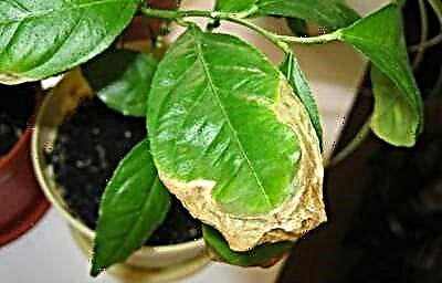 Zašto listovi limuna požute, a zatim se osuše na kraju i na rubovima? Kako spasiti biljku?