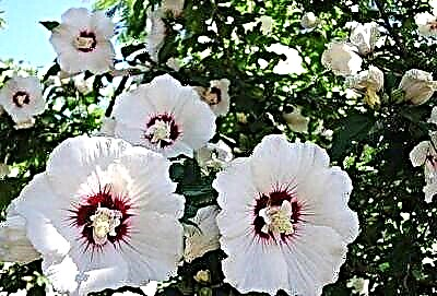 Սպիտակ հիբիսկուսի սորտերի նկարագրություն և լուսանկարներ: Ինչպես հոգ տանել ծաղիկների և այլ նրբերանգների մասին