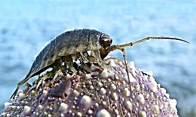 عکس کې د لرګیو لکس څه ډول ښکاري او په طبیعت کې څه ډول حشرات شتون لري؟