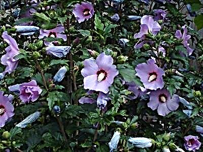 Atụmatụ nke na-eto eto Syria hibiscus: akuku na-elekọta na ọhịa, propagation site na mkpụrụ-cuttings
