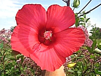Hibiscus dekorattiv Fireball. Kif tieħu ħsieb il-fjuri u sfumaturi oħra importanti tat-tkabbir
