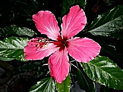 I-hibiscus ekhangayo ka-Cooper. Incazelo nezithombe, ukunakekelwa nokuzala ekhaya, izifo nezinambuzane